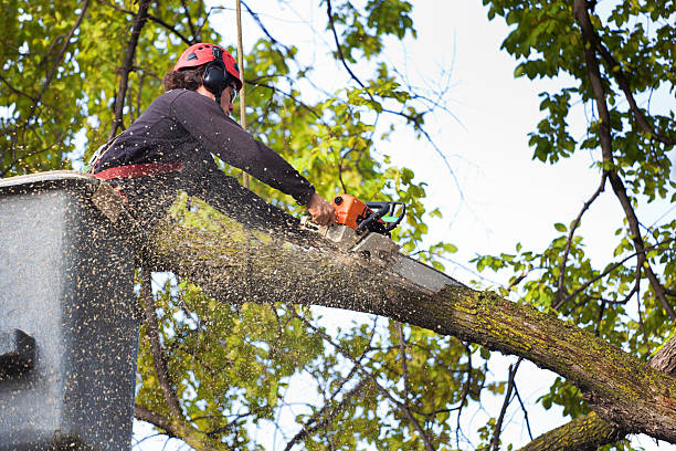 Best Root Management and Removal  in South Wilton, CT